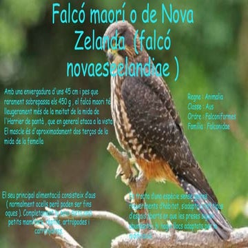 Falcó maorí o de nova zelanda  (Falcó Noveeseelandiae )