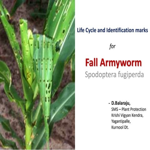 Fall armyworm life cycle