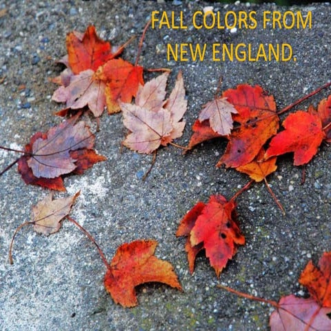 Fall colors from new england (nx power lite)