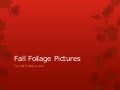 Fall Foliage Pictures