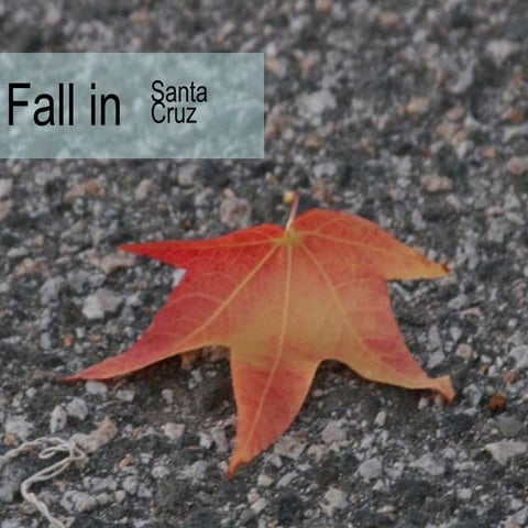 Fall In Santa Cruz