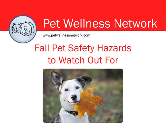 Fall Pet Safety Hazards to Watch Out For | PDF