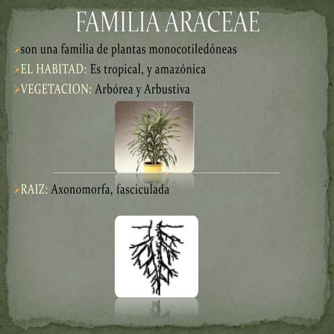 Familia araceae