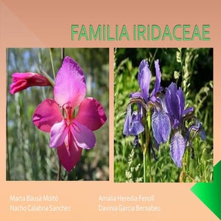 Familia iridaceae