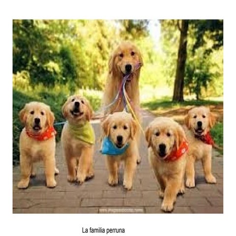 Familia perruna