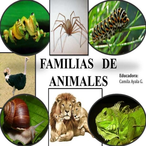 Familias de animales