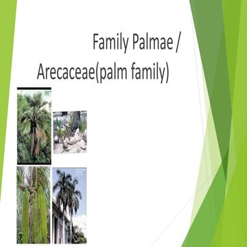 Family palmae