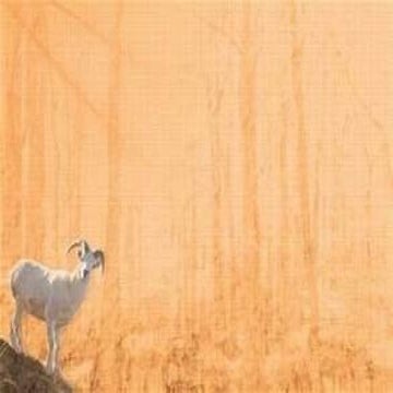 Ruminant Production | PPTX