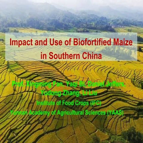 Improved varieties/hybrids and season in maize cultivation | PPTX