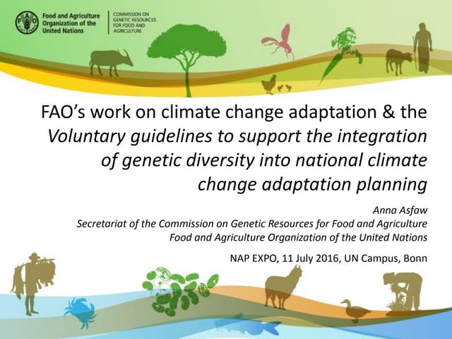 FAO’s work on climate change adaptation & the Voluntary guidelines to support...