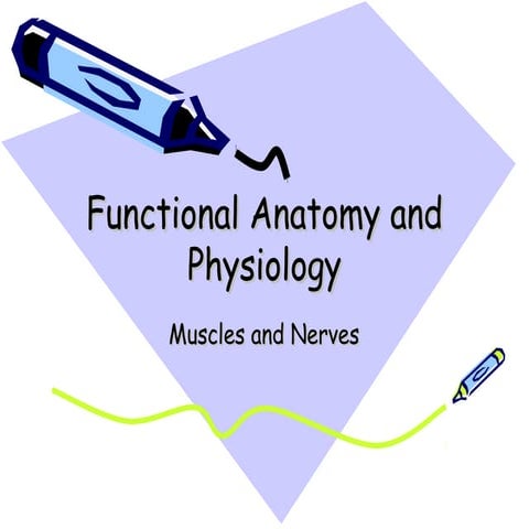 FA&P Muscles and Nerves