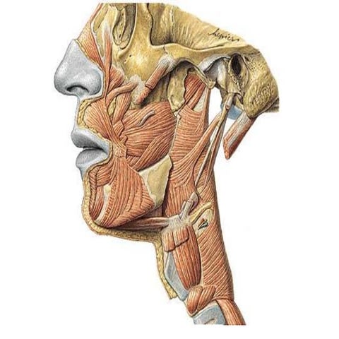 Faringe- anatomia | PPTX