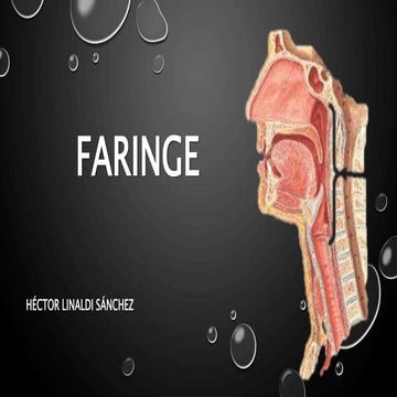 Faringe | PPTX