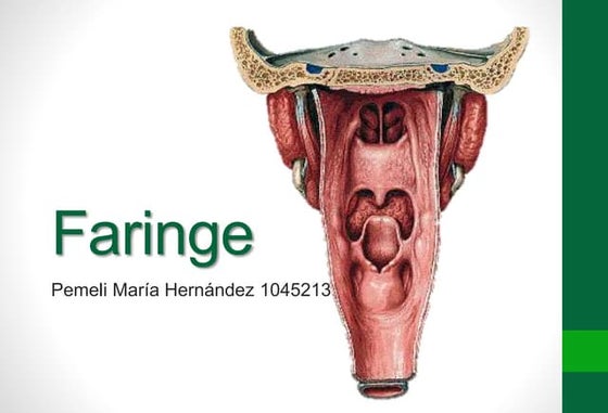9. anatomia y fisiologia de la faringe (Otorrinolaringologia) | PPT