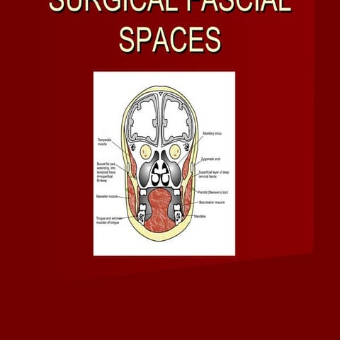 Fascial spaces