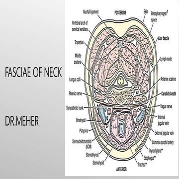 Fascia of neck