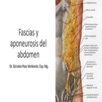 Fascias y aponeurosis del abdomen