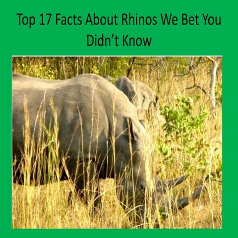 Fascinating facts about Rhinos.pptx
