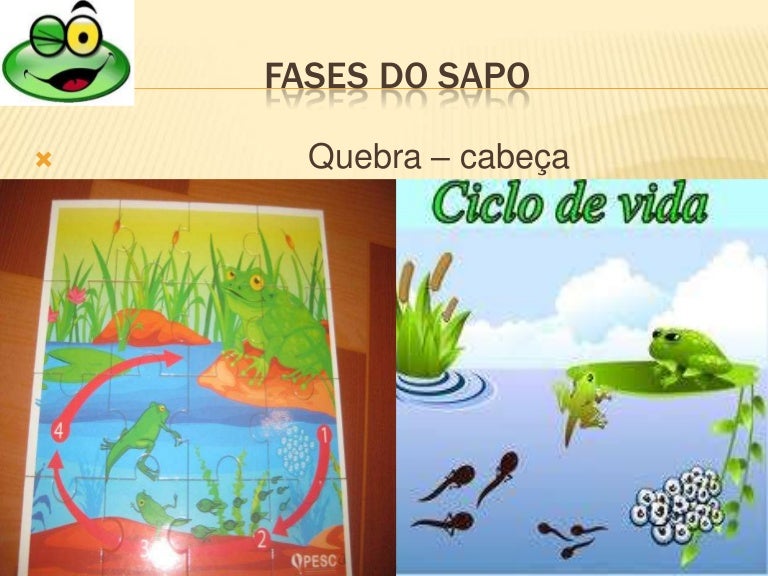 Ciclo De Vida Sapo