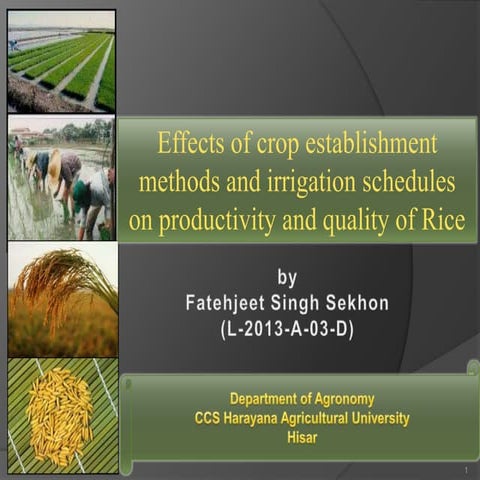 Effects of crop establishment methods and irrigation schedules on productivit...