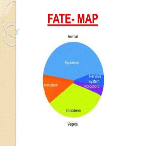 Fate map