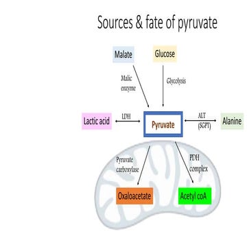 Fate of pyruvate - With YouTube video inside