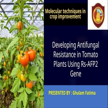 Developing Antifungal Resistance in Tomato Plants Using Rs-AFP2 Gene | PPTX