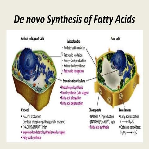 Fatty acid synthesis 