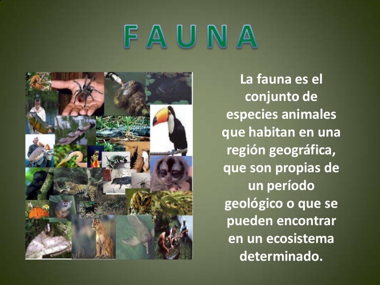 Fauna