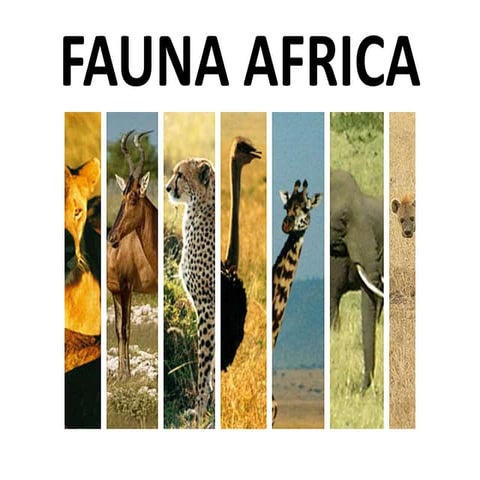 Fauna