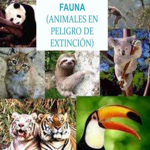 Fauna animales en peligro de extinción