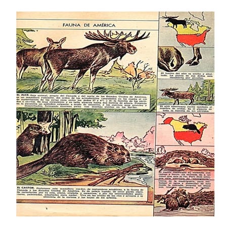 Fauna de Amèrica