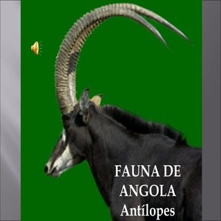 Fauna de Angola  - Antílopes 