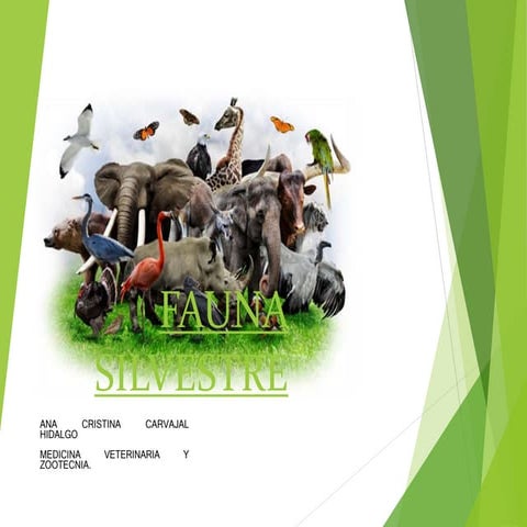 Fauna silvestre | PPTX