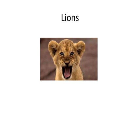 Favourite animal by zach