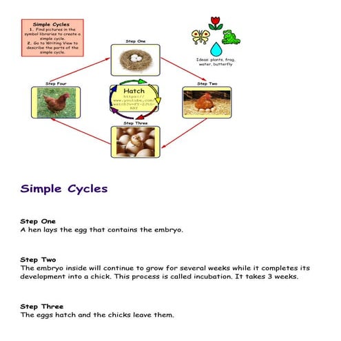 Chicken Cycle