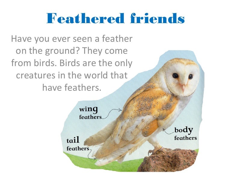 Feathered friends