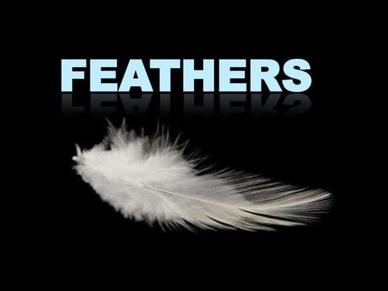 Avian Feathers Note On Structure Of Quill Feathers Types Of Feathers
