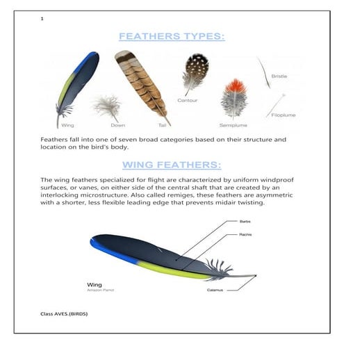 Feathers types