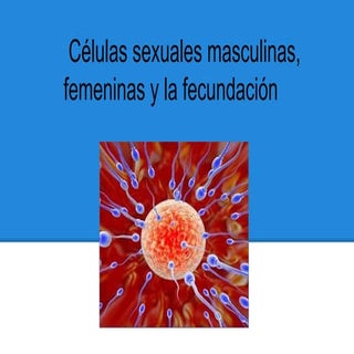 Fecundación,células sexuales mascul...