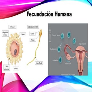 Fecundación humana