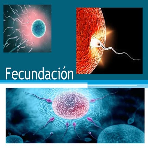 Fecundacion