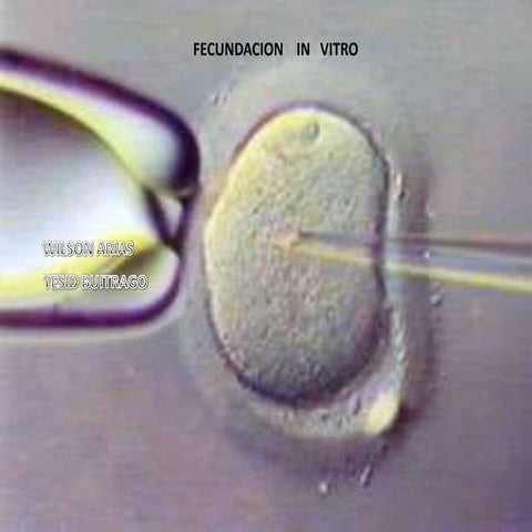 Fecundacion In Vitro | PPT