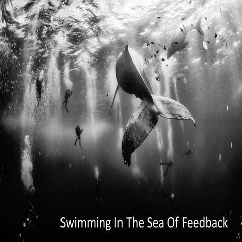 Swimming in the Sea of Feedback - LLKD17