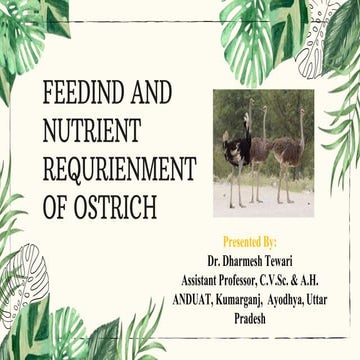 FEEDIND  OF OSTRICH.pptx