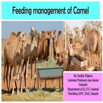 Camel’s digestive anatomy and physiology..pptx