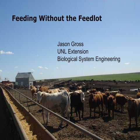 Feeding Cattle Without the Feedlot
