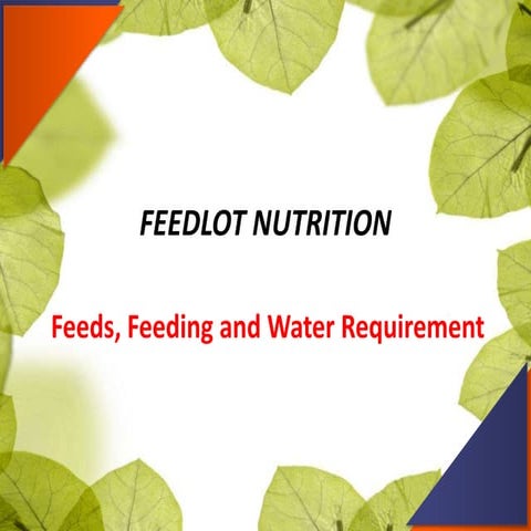 Feedlot nutrition (feeds and feeding)