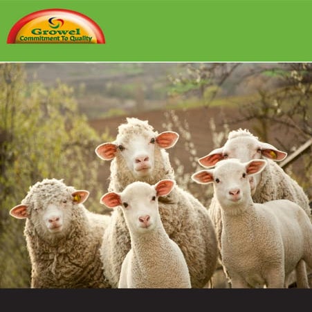 Farmers Handbook on Pig Production | PDF