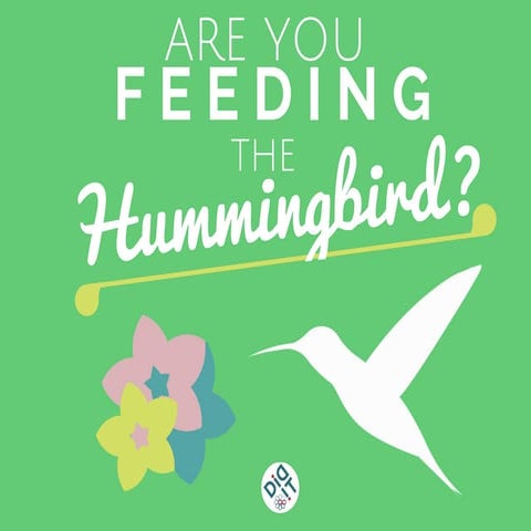 Are You Feeding the Hummingbird? 
